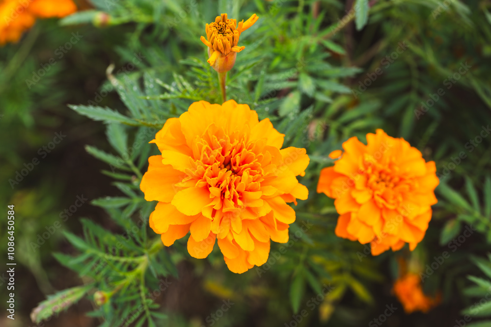 色鮮やかなオレンジ色のマリーゴールドの花