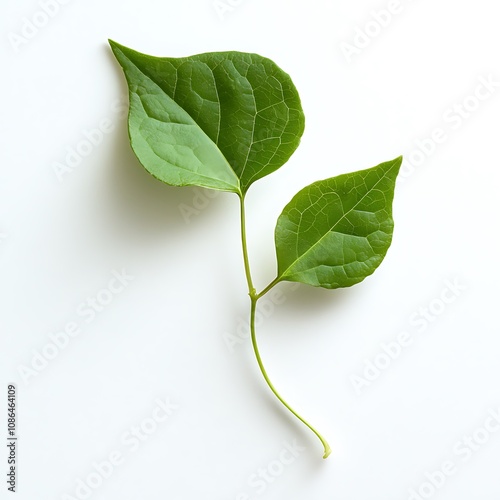 giloy leaf isolated on a white background, close up photo