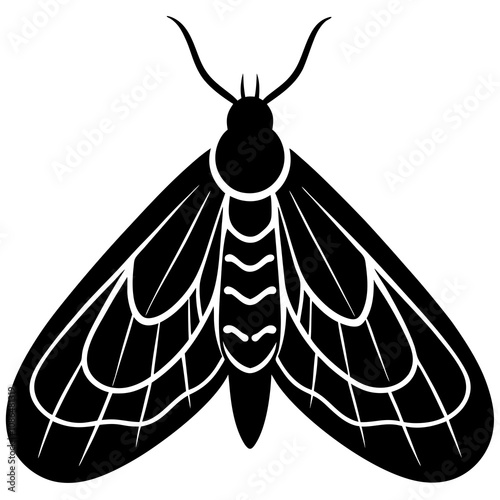 gypsy moth on white background