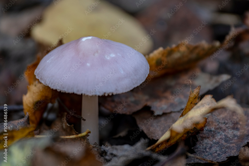 Mycena rosea, commonly known as the rosy bonnet Mycena rosea, commonly known as the rosy bonnet