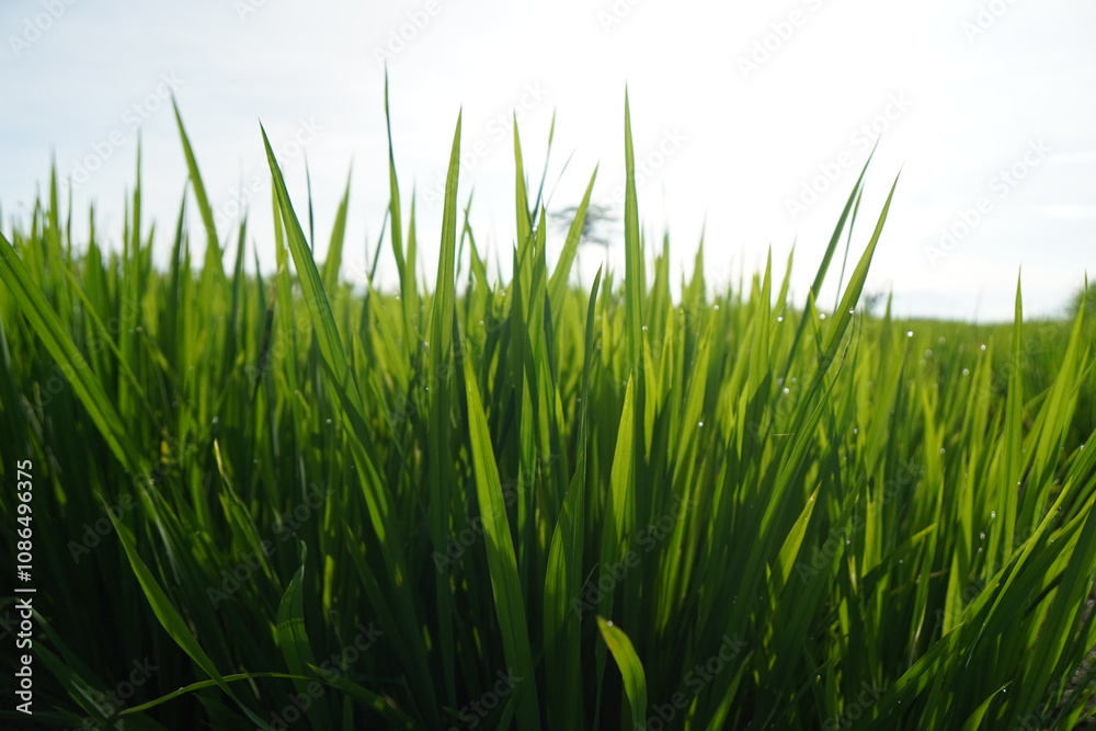 Fototapeta premium A field of tall, green grass backlit by the morning sun