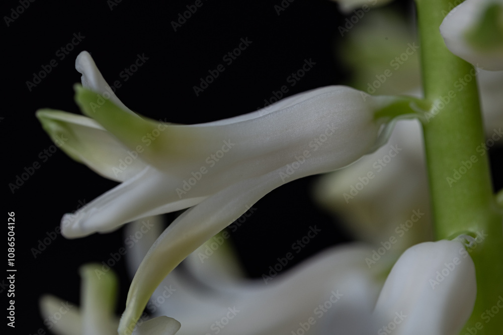 White flower close-up highlighting delicate petals and subtle green accents on a dark background during spring season White flower close-up highlighting delicate petals and subtle green accents on a dark background during spring season