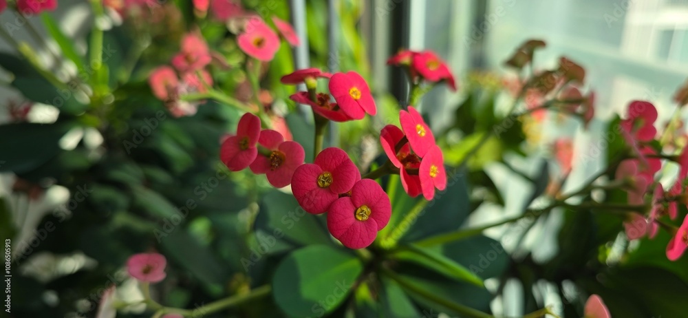 Flowers Flowers