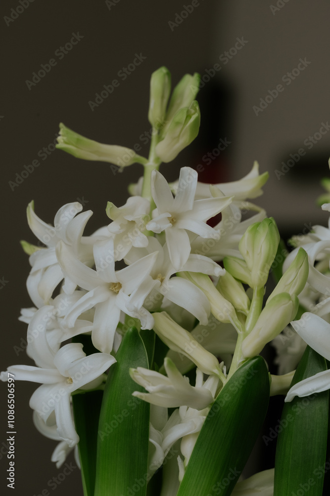 Obraz premium Delicate white flowers blooming in a subtle indoor setting, showcasing intricate petals and vivid green leaves during afternoon light