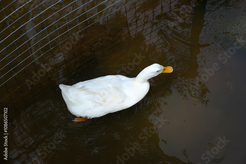 White duck swimming on river in the morning