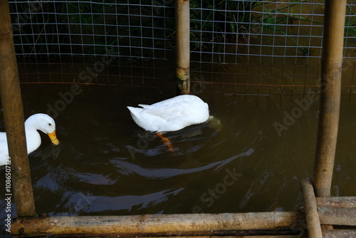 White duck swimming on river in the morning