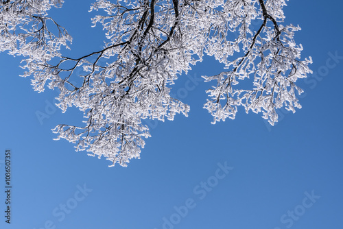 Obraz na płótnie winter snow covered branches landscape w salonie