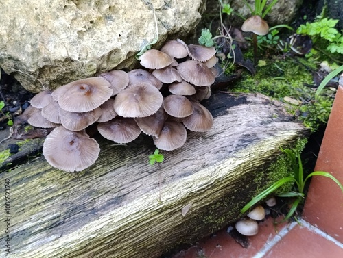 mushrooms on a tree