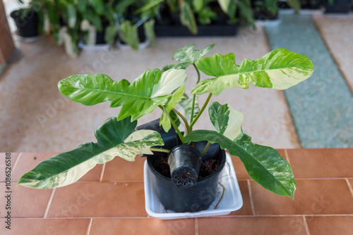 Closeup to Fresh leaf of philodendron florida beauty x mayoi   photo