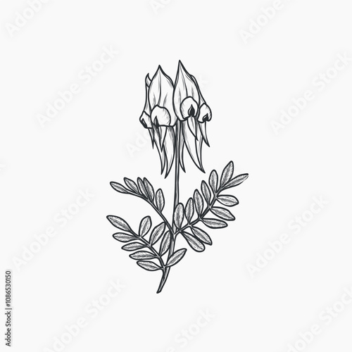 Hand drawn Sturt's desert pea flower illustration. Australian native plant