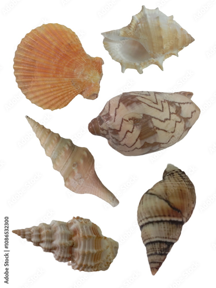 Variety of seashells, beach finds, natural ocean treasures Variety of seashells, beach finds, natural ocean treasures