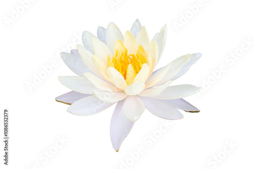Fototapeta Naklejka Na Ścianę i Meble -  Beautiful white lotus or water lily flower with yellow pollen  blooming isolated on white background included clipping path.