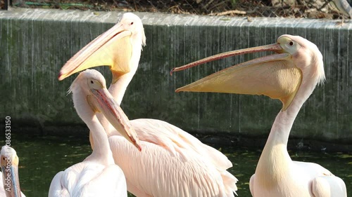 A great white pelican family is playing together.