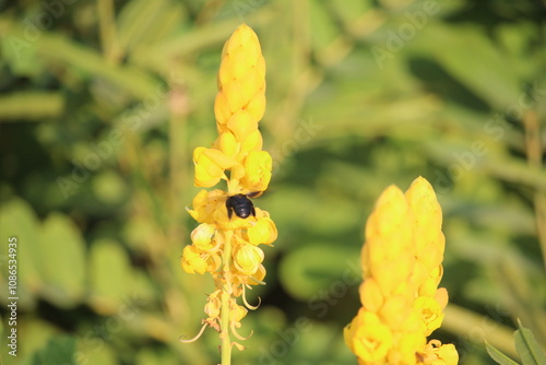 The blooming yellow Senna alata or Candlestick flowers are infested with bees photo