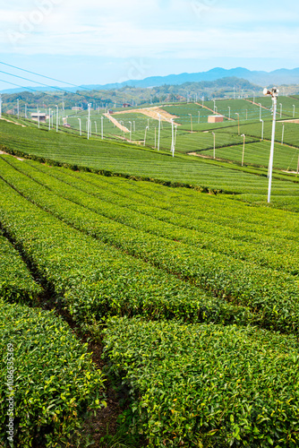 福岡県八女市 八女中央大茶園の美しい緑の風景 photo