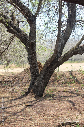 The woody soil texture is full of dryness