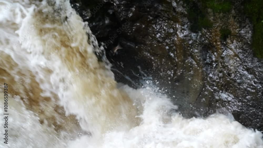 Slow motion of a Wild Atlantic Salmon hitting the rocks while leaping the waterfall. Scotland Slow motion of a Wild Atlantic Salmon hitting the rocks while leaping the waterfall. Scotland