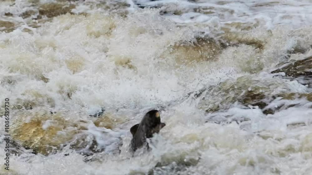 Close view of a large Atlantic Salmon leaping up a waterfall in River Almond in Perthshire, Scotland. Tripod slow motion Close view of a large Atlantic Salmon leaping up a waterfall in River Almond in Perthshire, Scotland. Tripod slow motion