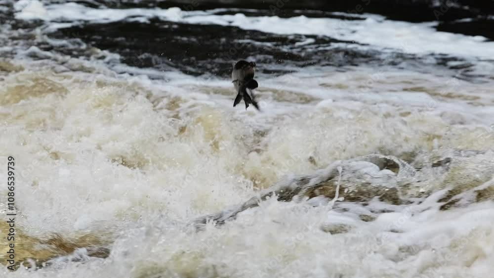 Close up view of an atlantic salmon that leaps from the rushing waters of a Scottish river, fighting its way up a misty waterfall surrounded by rugged rocks. Close up view of an atlantic salmon that leaps from the rushing waters of a Scottish river, fighting its way up a misty waterfall surrounded by rugged rocks.