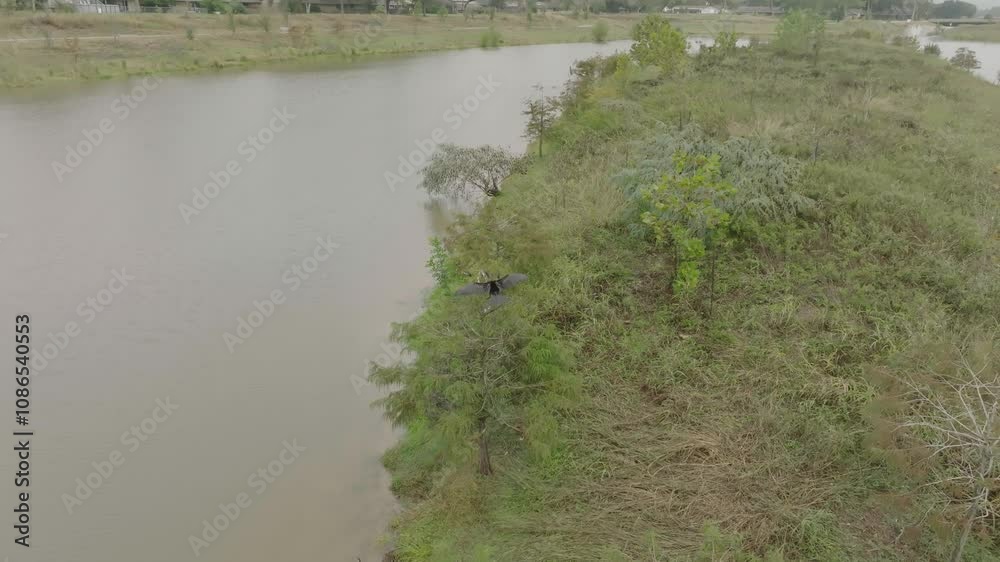 A 4K aerial drone view of a double-crested cormorant spreading its wings while roosting in a tree on a cloudy day in Exploration Green, Clear Lake, Houston, Texas.