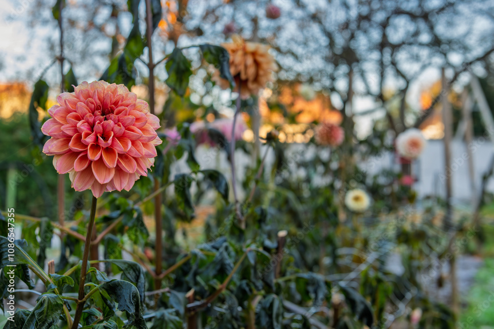 First autumn frost in the garden. Dahlia flower bed damaged after first killing frost of the season. Frozen dahlia plants, end of growing season.