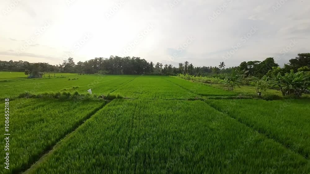 Sunset Fast flow above the green rice field Sunset Fast flow above the green rice field