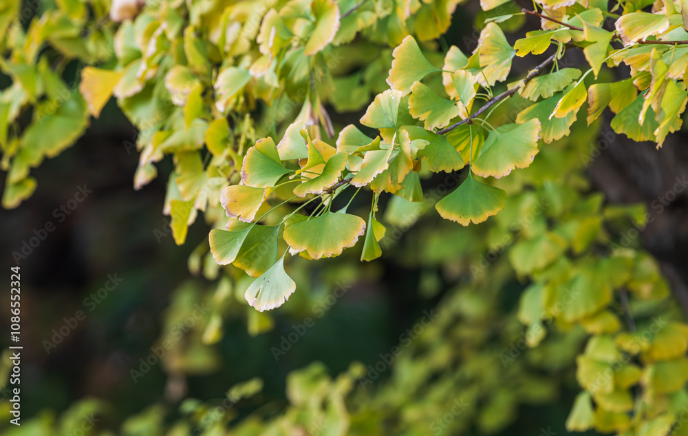 The green ginkgo leaves are turning yellow. autumn The green ginkgo leaves are turning yellow. autumn