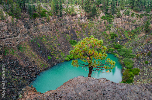 Lone tree over a green water lake inside Mono Crater, Mammoth Lakes, California photo