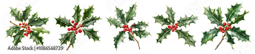 Set of watercolor holly leaves with red berries isolated on transparent background 