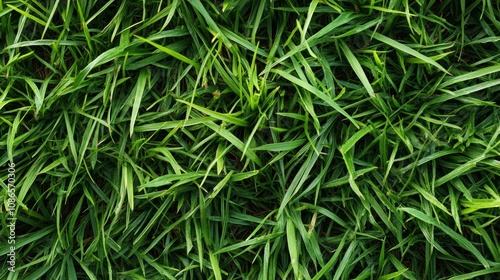 A close-up shot of lush, green grass blades, perfect for a natural background or texture.