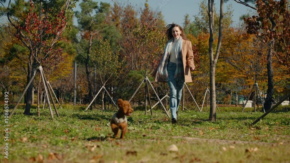 Woman Chasing Toy Poodle Dog Running On Grassy Meadow in Autumn Park Woman Chasing Toy Poodle Dog Running On Grassy Meadow in Autumn Park