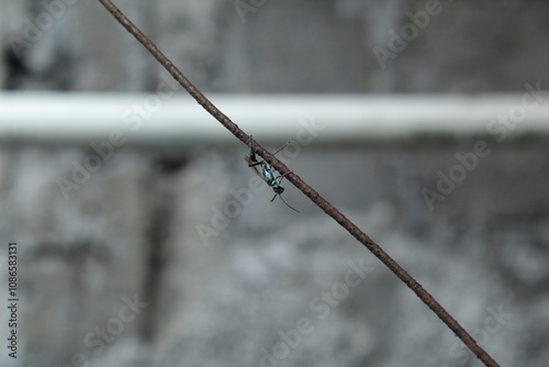 An insect called Chalybion californicum landed on a wire photo