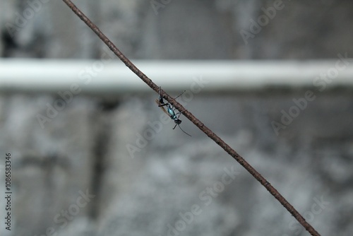 An insect called Chalybion californicum landed on a wire photo