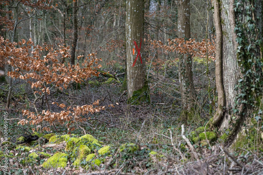 Le marquage des arbres en forêt est réalisé par l'Office National des Forêts. les traits de peinture de différentes couleurs permettent de connaître les arbres à couper dans une parcelle. Le marquage des arbres en forêt est réalisé par l'Office National des Forêts. les traits de peinture de différentes couleurs permettent de connaître les arbres à couper dans une parcelle.