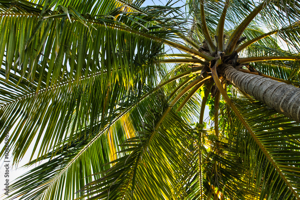 The palm tree shot from below on Maldives island The palm tree shot from below on Maldives island