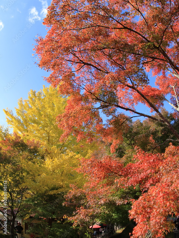 The leaves are changing colors The leaves are changing colors