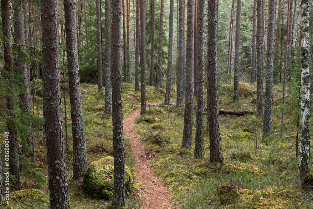 Forest Forest