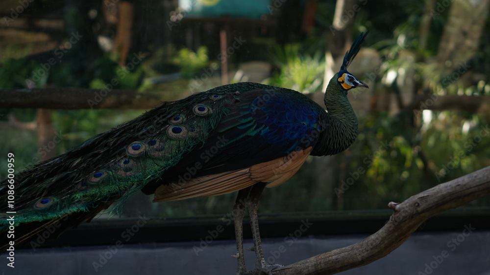Green Peacock or Pavo muticus beautiful, bright green and blue peacock feathers in the Solo Zoo Safari park. Green Peacock or Pavo muticus beautiful, bright green and blue peacock feathers in the Solo Zoo Safari park.