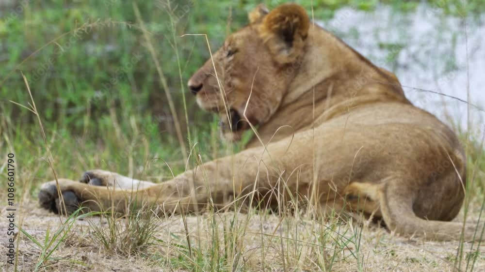 Lions lounging in grass by water, wildlife, Akagera National Park Rwanda Lions lounging in grass by water, wildlife, Akagera National Park Rwanda