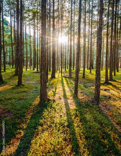 autumn forest in the morning