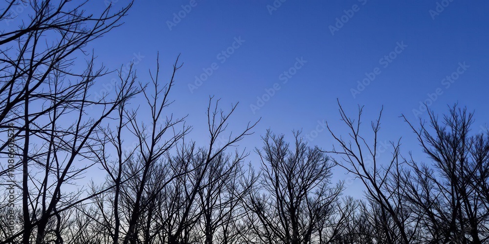 Bare branches of trees etched against the sky like a delicate pen and ink drawing at twilight, wilderness, silhouette, landscape Bare branches of trees etched against the sky like a delicate pen and ink drawing at twilight, wilderness, silhouette, landscape