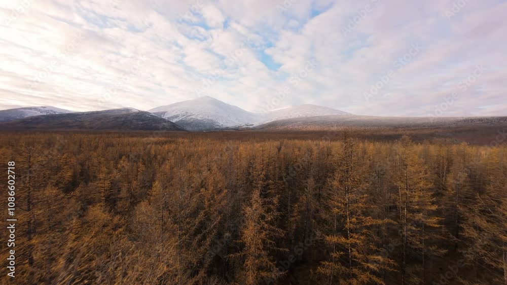 Experience the stunning beauty of Yakutia's vast wilderness as a drone soars above golden forests and majestic mountains, capturing the essence of nature in this remarkable region. Experience the stunning beauty of Yakutia's vast wilderness as a drone soars above golden forests and majestic mountains, capturing the essence of nature in this remarkable region.