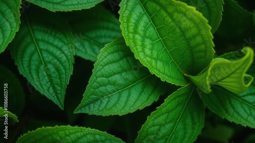 close-up of delicate green leaves with intricate veins, botanicals, leaf details, plant textures