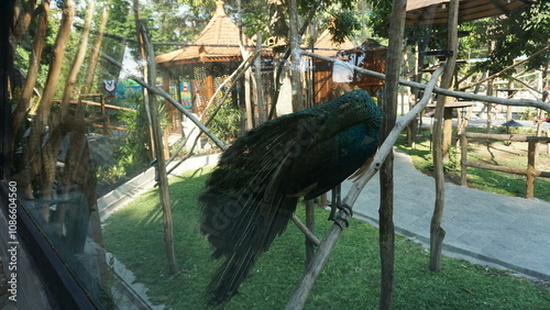 Green Peacock or Pavo muticus beautiful, bright green and blue peacock feathers in the Solo Zoo Safari park. photo