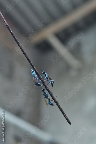 An insect called Chalybion californicum landed on a wire photo