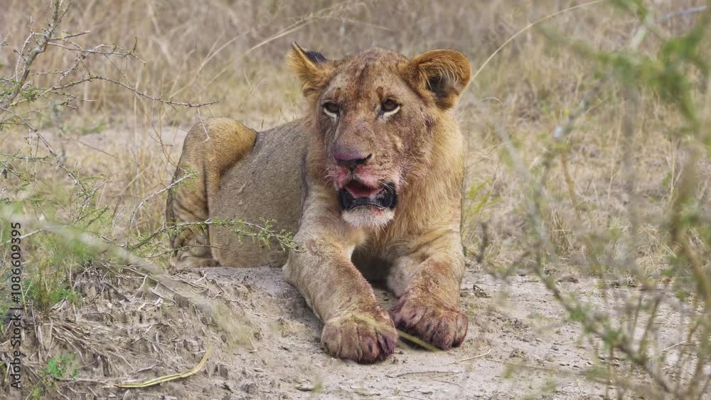 A lion cub plays and rests on the ground, Akagera National Park Rwanda