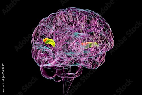 Human brain with highlighted transverse temporal gyri, 3D illustration photo