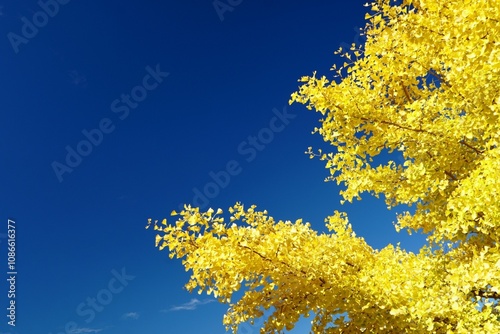 Autumn is my favourite season because of the beautiful red and yellow foliage.
 photo