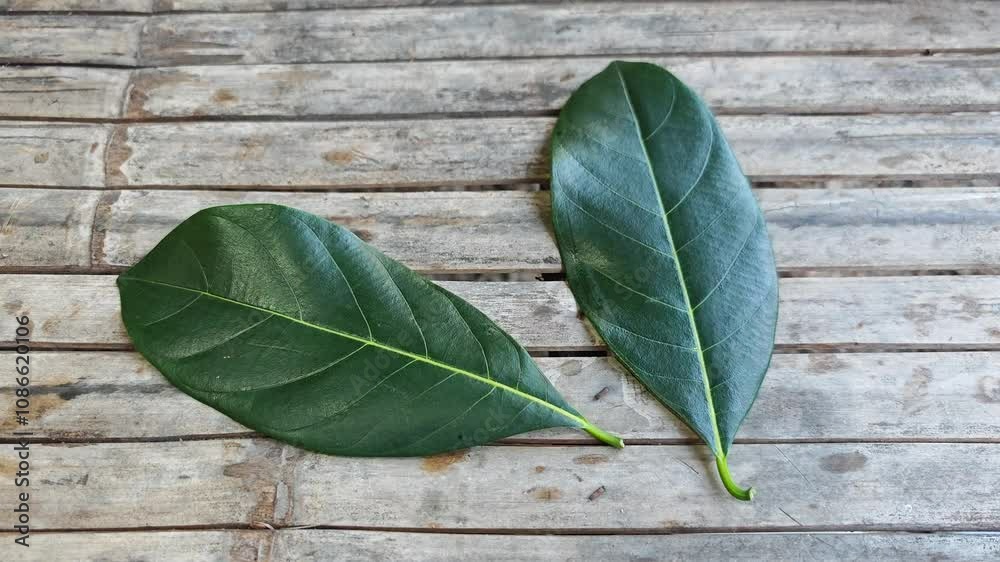 green leaf on wooden