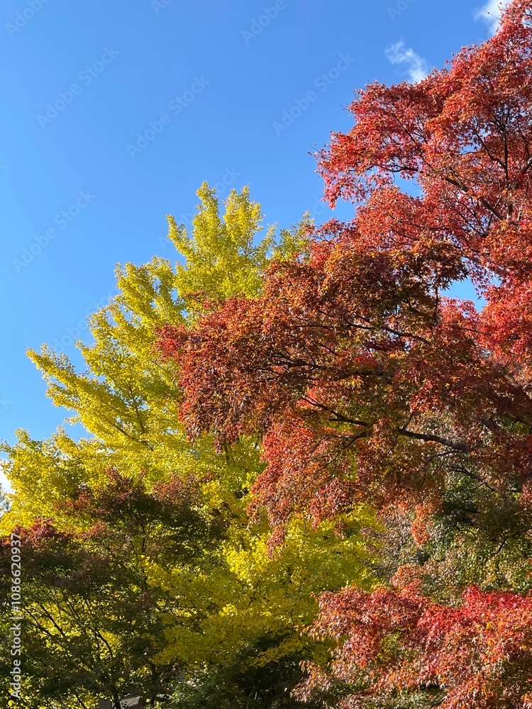 The trees leaves on the mountains were starting to change color The trees leaves on the mountains were starting to change color